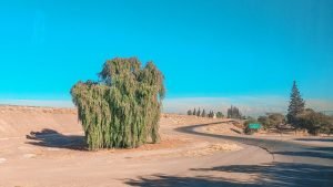 A imagem mostra uma estrada deserta que contorna uma grande árvore verde em uma paisagem árida, sob um céu azul claro. Ao fundo, é possível ver uma cadeia de montanhas e algumas árvores esparsas, com um letreiro verde indicando a direção de uma cidade. Essa é uma estrada que liga Buenos Aires a Mendoza, sinalizando uma das formas de como chegar em Mendoza.