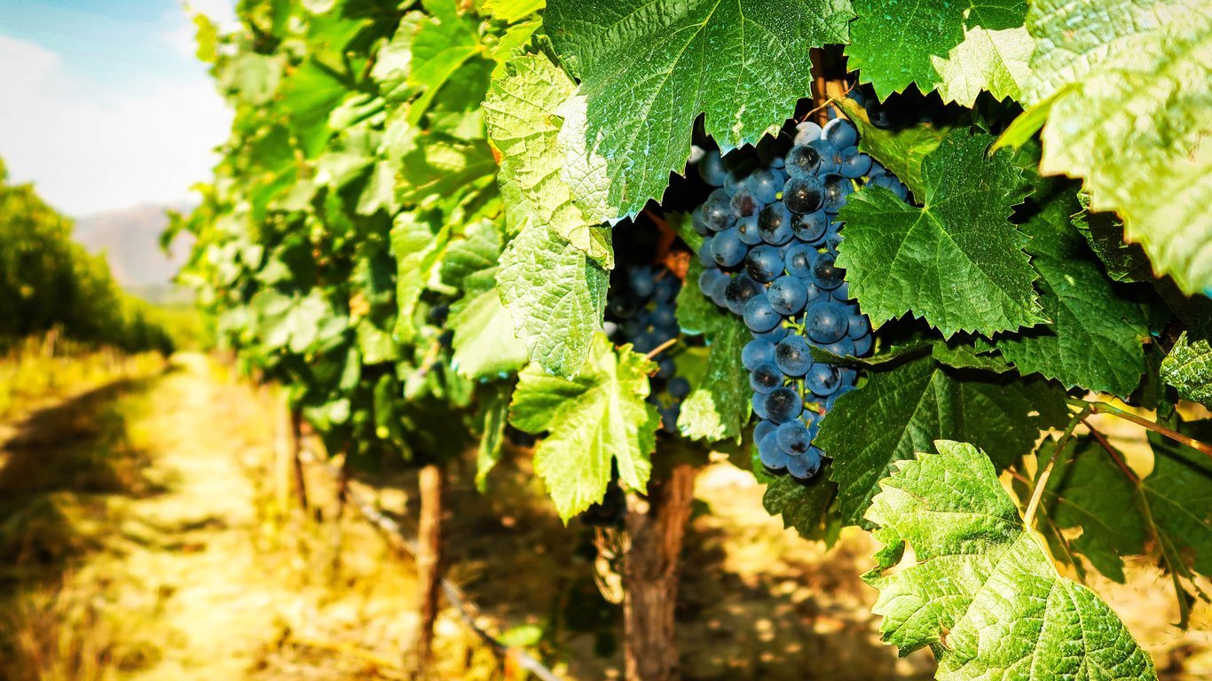 Vinícolas de Mendoza em janeiro com as folhas verdes e cheias de cachos de uva.