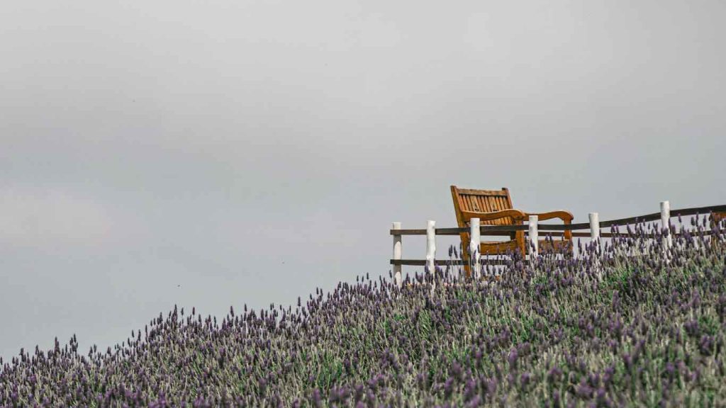 Campo de Lavandas florido no mirante de Itapeva, com um banco de madeira ao fundo e o céu nublado.