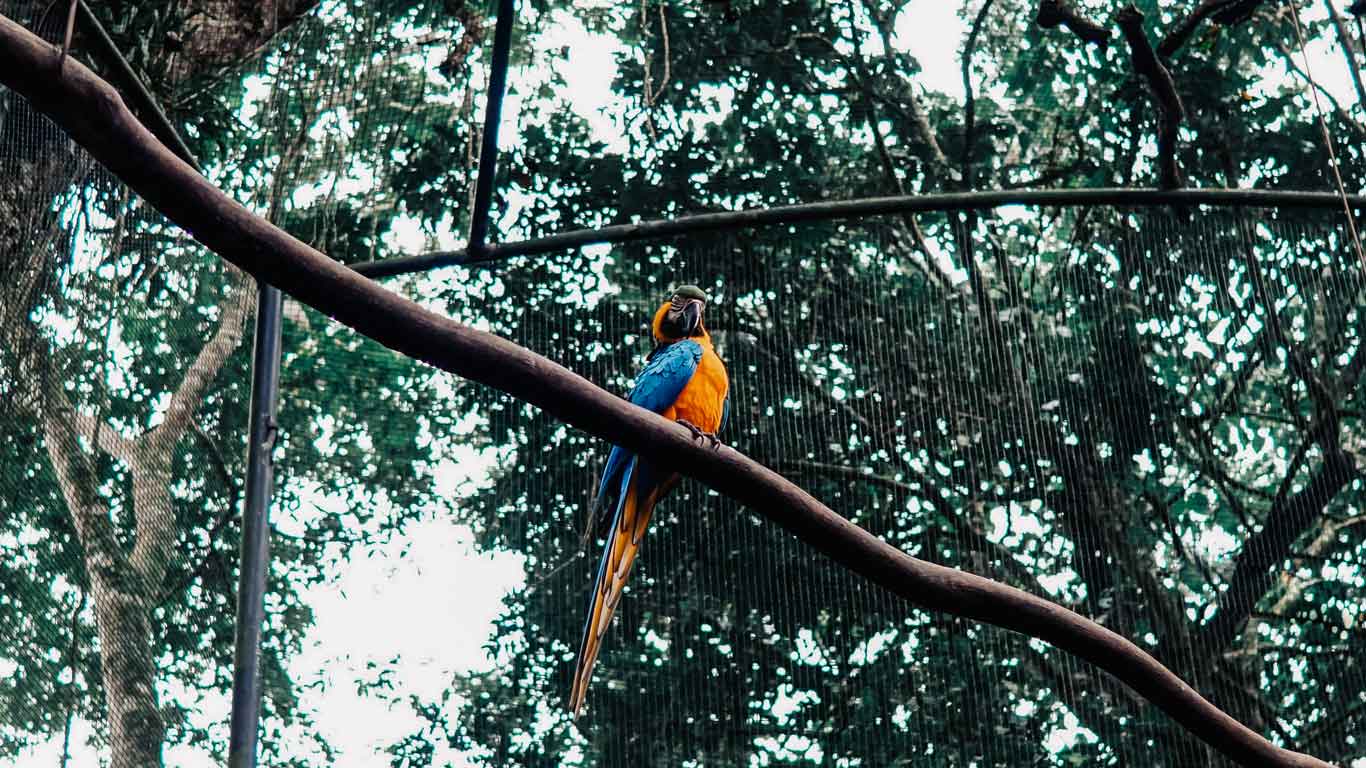 Uma arrara em um viveiro no Parque das Aves em Foz do Iguaçu.