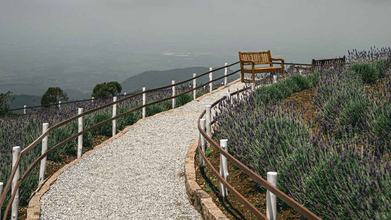 Campo de Lavandas florido no mirante de Itapeva, com um banco de madeira ao fundo e o céu nublado.