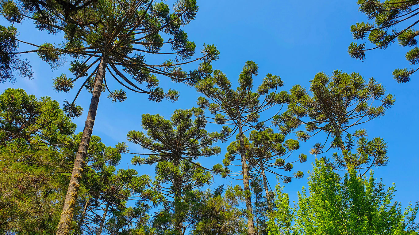 Imagem de árvores no Horto Florestal em Campos do Jordão.