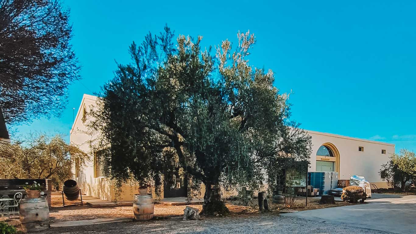 Área externa de uma vinícola em Mendoza, com oliveiras em frente a um edifício branco e tonéis de madeira espalhados pelo pátio, sob um céu azul claro.