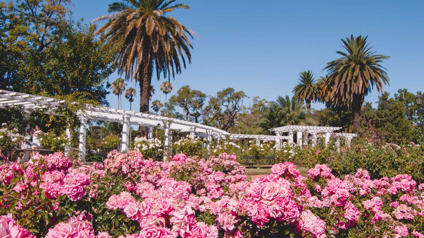 Rosedal de Palermo, em Buenos Aires, com uma profusão de rosas cor-de-rosa em primeiro plano. Ao fundo, estruturas brancas em estilo pergolado cobertas por trepadeiras se estendem pelo jardim, e altas palmeiras completam o cenário verde e exuberante.