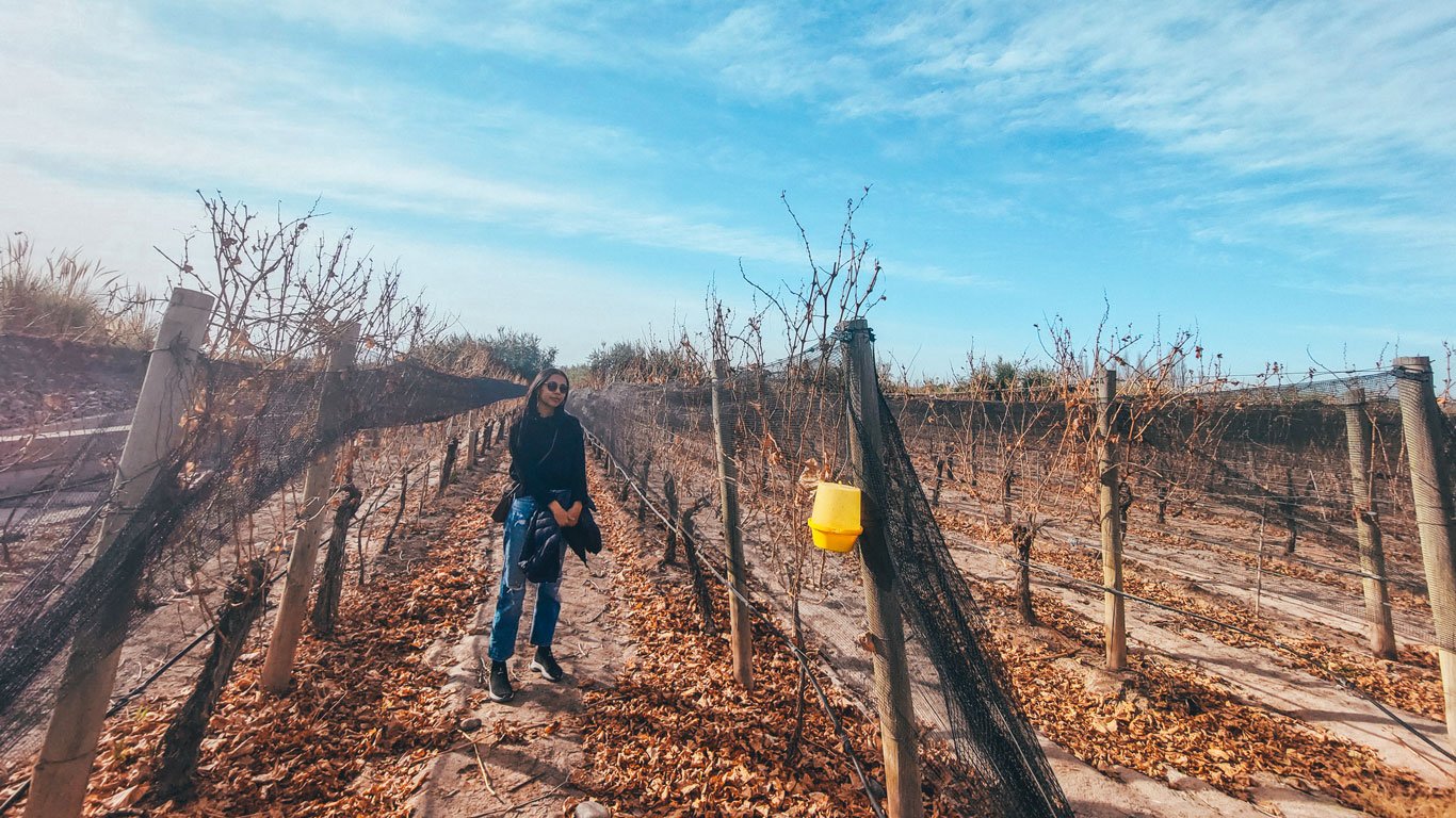 Mulher caminhando por entre vinhedos, na Bodega Tempus Alba, com parreiras secas e cobertas por telas de proteção, vestindo roupa escura e óculos de sol, em um cenário de folhas caídas no chão e céu azul claro. A paisagem captura a essência de um vinhedo fora da estação de colheita, transmitindo tranquilidade e conexão com a natureza.