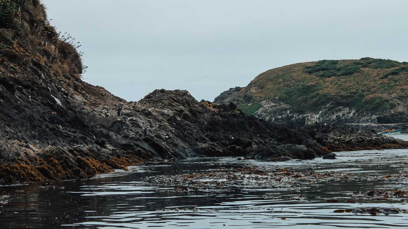 Pinguins sobre rochas escuras cobertas com algas marrons, à beira da água no passeio para Colonia de Pingouins de Chiloé, saindo de Ancund. Ao fundo, uma colina verde com vegetação rasteira e um pequeno barco azul no mar completam a paisagem sob um céu nublado.