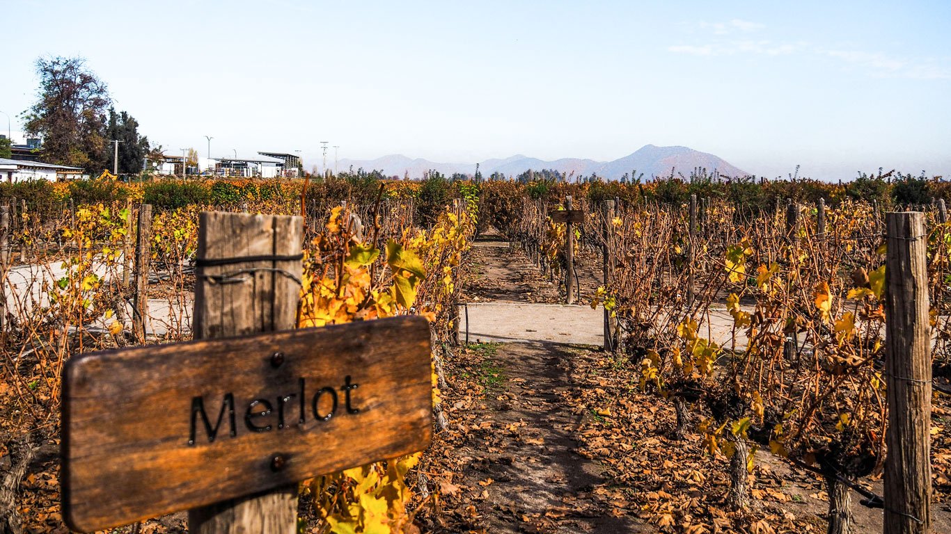 vinicola-santiago Parreiral seco de inverno em uma vinícola próxima a Santiago, com uma placa de madeira indicando “Merlot” em destaque no primeiro plano.