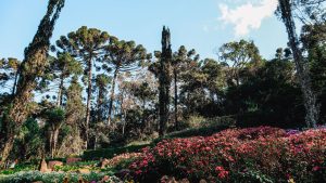 Jardim florido em Santo Antônio do Pinhal.