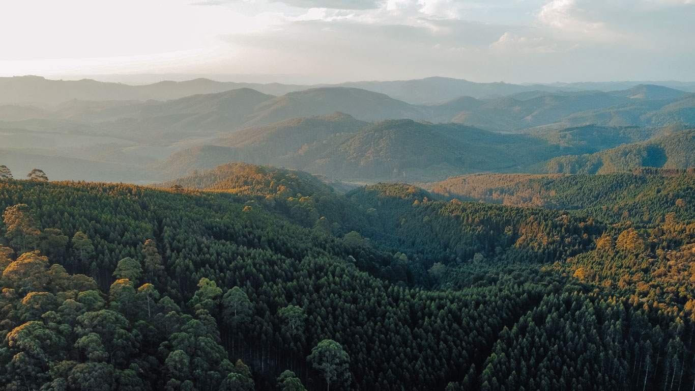 Vista aérea panorâmica de uma vasta área de floresta densa com colinas cobertas por árvores verdes, estendendo-se até montanhas ao fundo sob um céu parcialmente nublado ao entardecer. A luz suave do sol ilumina algumas copas das árvores, criando um contraste dourado entre os tons de verde escuro.