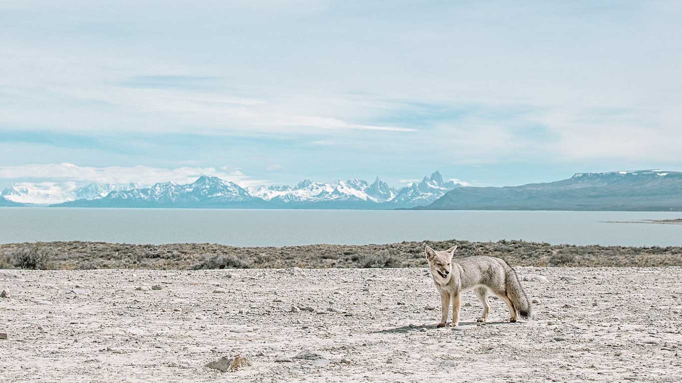 safari-em-el-calafate Raposa andina avistada no passeio de safári em El Calafate, em primeiro plano parada em uma paisagem árida e clara, com o Lago Argentino e montanhas nevadas ao fundo, sob um céu levemente nublado.